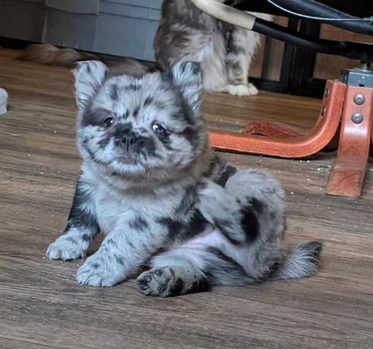 franse bulldog X chow chow, frowfrow  french chow reutje, Dieren en Toebehoren, Honden | Bulldogs, Pinschers en Molossers, Reu