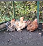 4 Fantastische Cochin kriel hennencochins krulveer porselein, Dieren en Toebehoren, Pluimvee, Vrouwelijk, Kip