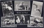 Texel Oude gelopen ansichtkaart ( 7912), Verzamelen, Ophalen of Verzenden, Gelopen