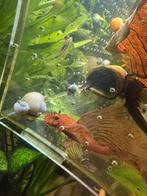 Volwassen super red longfin man, Dieren en Toebehoren, Vissen | Aquariumvissen, Vis