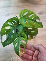 monstera adansonii aurea variegata, Huis en Inrichting, Kamerplanten, Overige soorten, Minder dan 100 cm, Ophalen of Verzenden