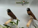 Bruinborst rietvink - Lonchura castaneothorax, Meerdere dieren, Tropenvogel, Geringd
