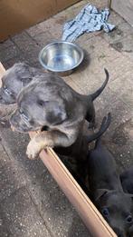 Twee lieve pups zoeken nog warm nestje.kleur is blauw, Dieren en Toebehoren, Honden | Niet-rashonden, Particulier, Rabiës (hondsdolheid)