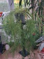 Asparagus kamerplant, Ophalen, Halfschaduw, Minder dan 100 cm