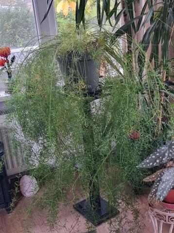Asparagus kamerplant beschikbaar voor biedingen