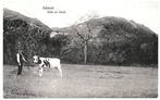 938562	Schoorl	1923 Duin en Bosch	koe	Gelopen met postzegel