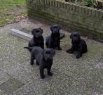 Mooie raszuivere labrador pups, 8 tot 15 weken, Labrador retriever, CDV (hondenziekte), Meerdere