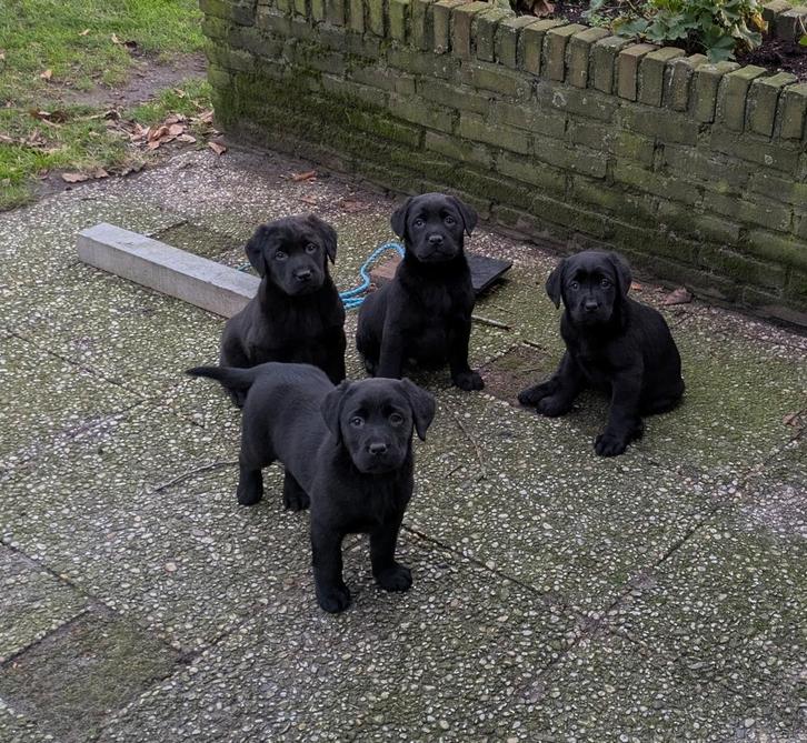 Mooie raszuivere labrador pups, Dieren en Toebehoren, Honden | Retrievers, Spaniëls en Waterhonden, Meerdere dieren, Labrador retriever
