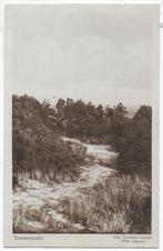 Texel Dennenpracht oude ongelopen ansichtkaart (B2291), Ophalen of Verzenden, 1920 tot 1940, Ongelopen, Waddeneilanden