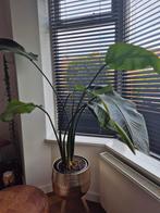 Strelitzia nicolai,witte paradijsvogelbloem, Huis en Inrichting, Ophalen, Halfschaduw