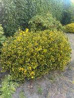 Struik Euonymus japonicus Aureomarginatus, Tuin en Terras, Ophalen, Overige soorten