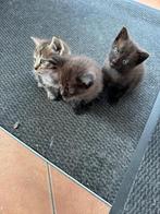 Jonge kittens zeer lief en zindelijk., Geslacht onbekend, Kortharig