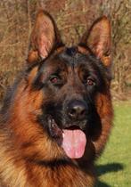 Duitse herder dekreu IGP1 kkl, Dieren en Toebehoren, Honden | Dekreuen, Reu, 1 tot 2 jaar, Parvo, Meerdere