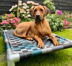 Hondenmand  ✅ hondenstretcher hondenkussen bench dog bull, Ophalen of Verzenden, Nieuw