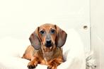 Lieve Mooie Schattige Teckel Puppys Beschikbaar, Reu, CDV (hondenziekte), 8 tot 15 weken, Korthaar