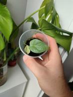 Alocasia silver dragon variegata, Huis en Inrichting, Kamerplanten, Overige soorten, Minder dan 100 cm, Groene kamerplant, Halfschaduw
