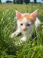 Super mooie boerderijkittens!, Dieren en Toebehoren, Katten en Kittens | Overige Katten, Meerdere dieren, Kortharig, 0 tot 2 jaar