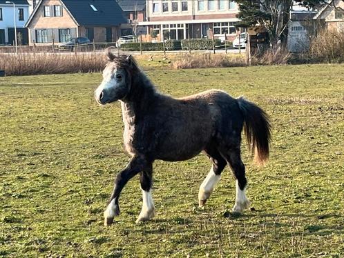 A Welsh hengst en zwartbont A Pony hengst, Dieren en Toebehoren, Pony's, Hengst, Onbeleerd, A pony (tot 1.17m), Recreatiepony