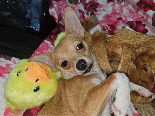 Lieve chihuahua teefje zoekt nieuw forever huisje, Dieren en Toebehoren, Honden | Chihuahua's en Gezelschapshonden, Teef, Chihuahua