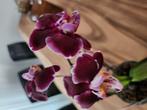 Orchidee, Ophalen, Rond, Minder dan 25 cm