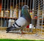 Mooie vliegende Gorguero duivin, Dieren en Toebehoren, Vogels | Duiven, Meerdere dieren, Kropper