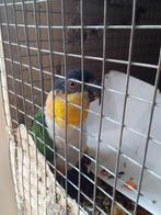 2 caiques, Dieren en Toebehoren, Vogels | Kanaries, Mannelijk