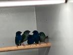 Te koop: forbes papegaai amadines, Dieren en Toebehoren, Meerdere dieren