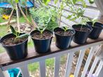 Courgette planten., Tuin en Terras, Planten | Tuinplanten, Ophalen, Zomer, Volle zon
