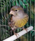 3 kanaries 2025 bruin geel,, alle 3 in 1 koop of apart, Dieren en Toebehoren, Vogels | Kanaries, Meerdere dieren, Kleurkanarie