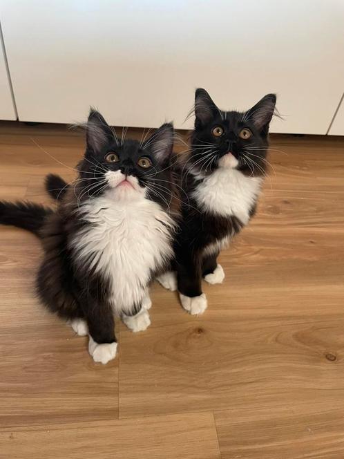 Maine Coon kittens met stamboom, geteste ouders, Dieren en Toebehoren, Katten en Kittens | Raskatten | Langhaar, Poes, 0 tot 2 jaar