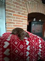 Lief chocolade dwerg teckel meisje, Dieren en Toebehoren, Honden | Teckels en Dashonden, CDV (hondenziekte), 8 tot 15 weken, Korthaar