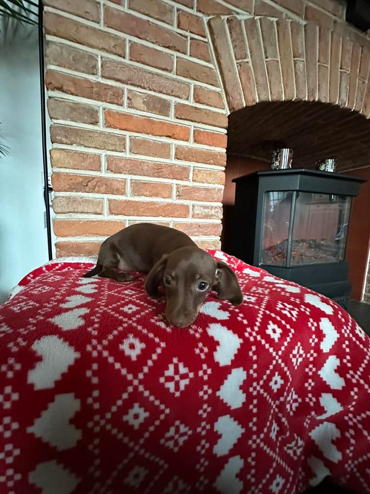 Lief chocolade dwerg teckel meisje, Dieren en Toebehoren, Honden | Teckels en Dashonden, Teef, Korthaar, Dwerg, Fokker | Hobbymatig