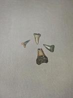 Fossiele Haaientanden Collectie, Ophalen, Fossiel