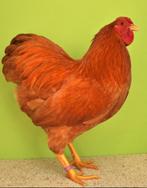 Te ruil wyandotte kriel buff haan., Dieren en Toebehoren, Pluimvee, Mannelijk, Kip
