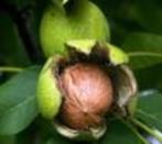 notenboom te koop, Tuin en Terras, Overige soorten, Lente, 250 tot 400 cm, Ophalen