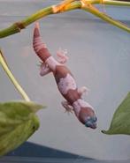 1.0 Snow vetstaartgekko, Dieren en Toebehoren, Slang