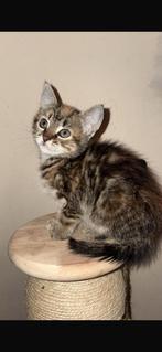 X brits korthaar kitten kittens, Dieren en Toebehoren, Katten en Kittens | Overige Katten, Meerdere dieren