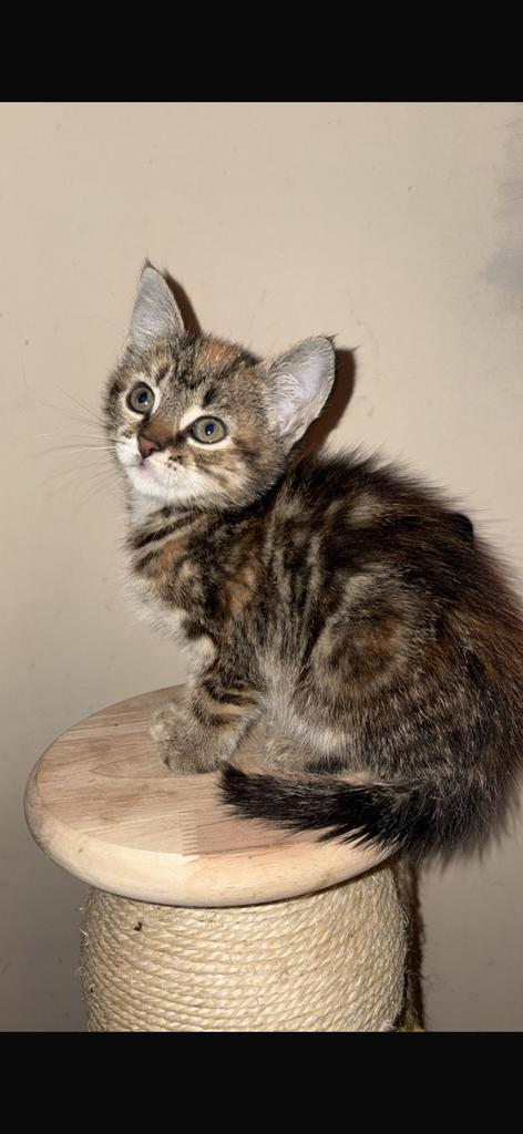 X brits korthaar kitten kittens, Dieren en Toebehoren, Katten en Kittens | Overige Katten, Meerdere dieren