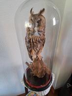 Workshop prepareren., Dieren en Toebehoren, Vogels | Overige Vogels, Meerdere dieren, Tropenvogel