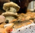 Mexicaanse dwergkreeft, Dieren en Toebehoren, Vis