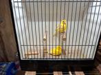 Kanaries, Dieren en Toebehoren, Vogels | Kanaries, Meerdere dieren, Kleurkanarie