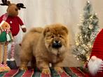 FCI Chow Chow Puppies, 8 tot 15 weken, Buitenland, Fokker | Professioneel, Reu