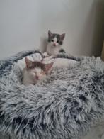 Kittens - Europees Korthaar, Meerdere dieren, Ontwormd, 0 tot 2 jaar