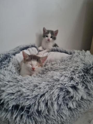 Kittens - Europees Korthaar beschikbaar voor biedingen