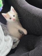 6kittens te koop, Dieren en Toebehoren, Katten en Kittens | Overige Katten, Meerdere dieren