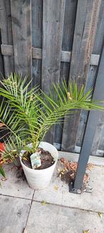 Plant, Tuin en Terras, Planten | Tuinplanten, Ophalen, Overige soorten, Volle zon