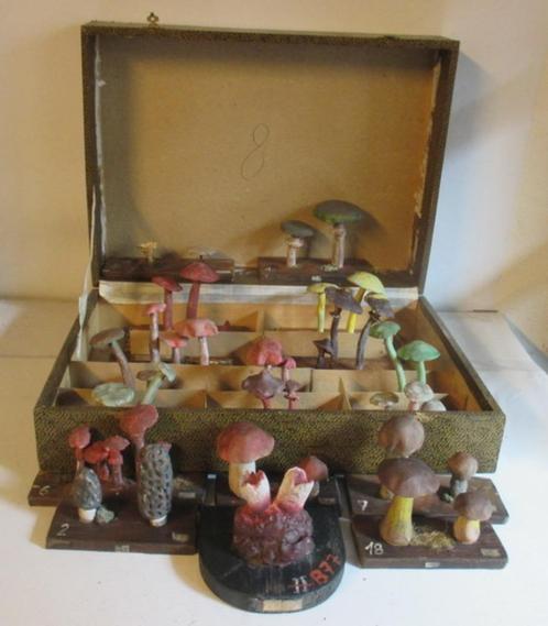 antieke botanische modellen paddestoelen 42, Antiek en Kunst, Curiosa en Brocante, Verzenden