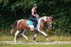 Zeer brave en apart knappe D pony!!, Dieren en Toebehoren, B, Dressuurpony, 3 tot 6 jaar, D pony (1.37m tot 1.48m)