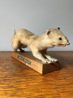 Taxidermie opgezette Hermelijn vintage geprepareerde, Verzamelen, Dierenverzamelingen, Ophalen of Verzenden