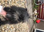 Liefe pomeriaan Shih Tzu hond 2 teefjes 1 reu 1 jaar 4 maand, Overige rassen, 1 tot 2 jaar, Meerdere, Meerdere dieren